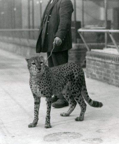 チーターにリードをつけている飼育員（ロンドン動物園 作： Frederick William Bond