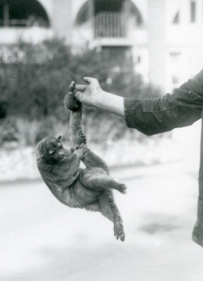 1925年9月、ロンドン動物園、その可愛らしい尻尾でキーパーの指から吊り下げられた金華城 作： Frederick William Bond
