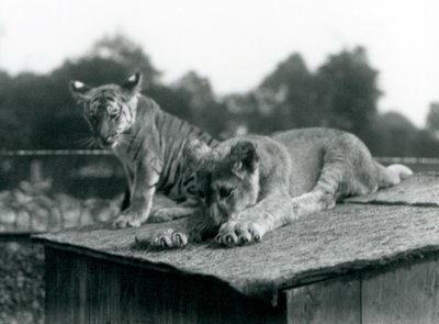ライオンと虎の子が巣穴の屋根の上に仲良く座っている（ロンドン動物園、1925年9月）（モノクロ写真 作： Frederick William Bond