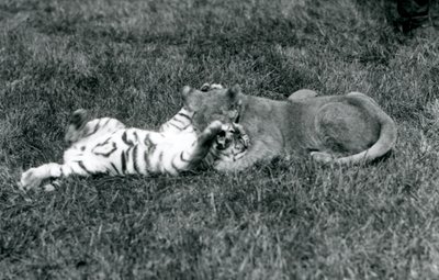 芝生の上で格闘するライオンと虎の子（ロンドン動物園、1925年9月）（モノクロ写真 作： Frederick William Bond