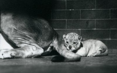 ライオンの子が母親の尻尾の後ろに横たわる、1925年10月、ロンドン動物園 作： Frederick William Bond