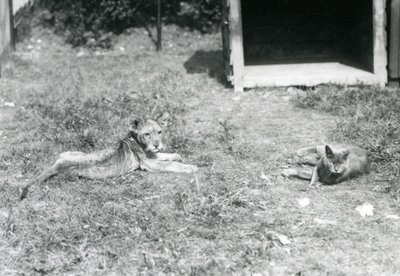 1925年7月、ロンドンの動物園で飼育されている猫と一緒に、開いた木箱の近くの芝生の上に横たわるライオンの子 作： Frederick William Bond