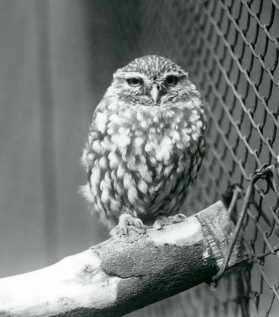 1925年11月、ロンドン動物園の囲いの金網の隣の枝に座っている小さなフクロウ 作： Frederick William Bond