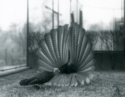 1926年1月、ロンドン動物園のそばに立っている男性のアーガスフェザントグレートアーガス求愛ディスプレイ 作： Frederick William Bond