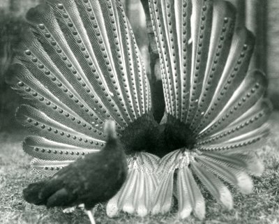 1926年1月、ロンドン動物園のそばに立っている男性のアーガスフェザントグレートアーガス求愛ディスプレイ 作： Frederick William Bond