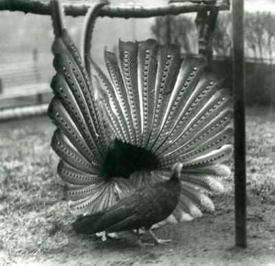 1926年1月、ロンドン動物園のそばに立っている男性のアーガスフェザントグレートアーガス求愛ディスプレイ 作： Frederick William Bond