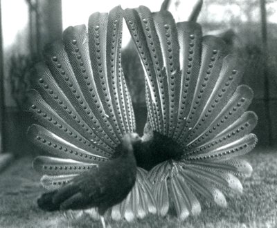 1926年1月、ロンドン動物園のそばに立っている男性のアーガスフェザントグレートアーガス求愛ディスプレイ 作： Frederick William Bond