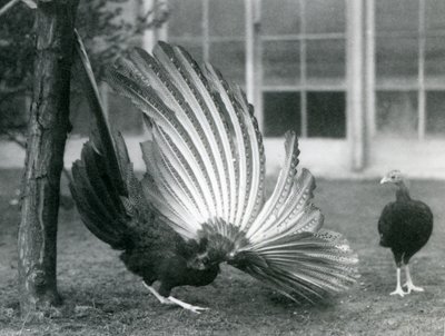 1926年1月にロンドン動物園で雌が彼の前に立っている間、雄のアーガスキジ、またはグレートアーガスは翼と尾の羽を表示しています 作： Frederick William Bond