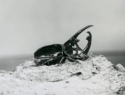 ロンドン動物園で樹皮で休んでいる男性のアトラスビートル 作： Frederick William Bond