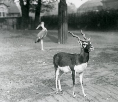 1926年10月、ロンドン動物園のパドックに立つブラックバック（インドアンテロープ）のオス（モノクロ写真）。 作： Frederick William Bond
