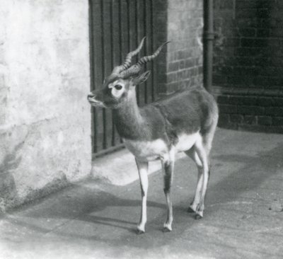 1925年6月にロンドン動物園の囲いに立っている男性のブラックバック 作： Frederick William Bond