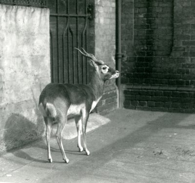 1925年6月にロンドン動物園の囲いに立っている男性のブラックバック 作： Frederick William Bond