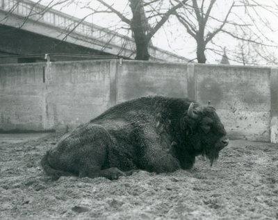 1927年にロンドンの動物園のパドックで芝生の上に横たわるヨーロッパのバイソン 作： Frederick William Bond