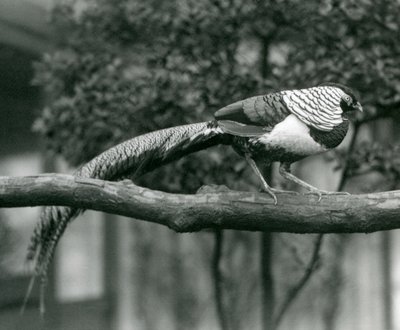 1926年にロンドン動物園で水平枝に沿って歩く男性レディーアマーストキジ 作： Frederick William Bond