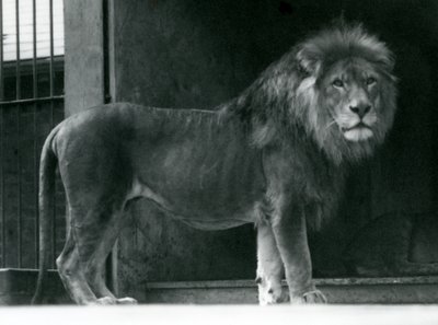 1924年6月、ロンドン動物園の雄ライオン 作： Frederick William Bond