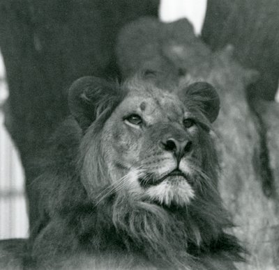 1929年、ロンドン動物園のオスライオン（モノクロ写真 作： Frederick William Bond