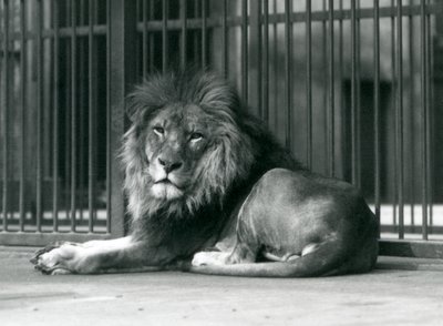 1927年9月、ロンドン動物園の囲いの柵に横になっている雄ライオン 作： Frederick William Bond