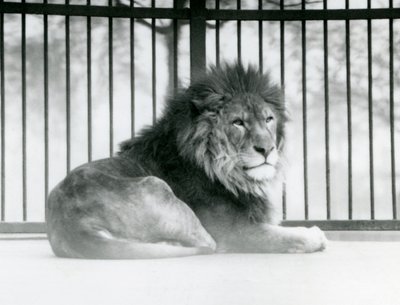 1925年3月にロンドン動物園の囲いで休んでいる雄ライオン 作： Frederick William Bond