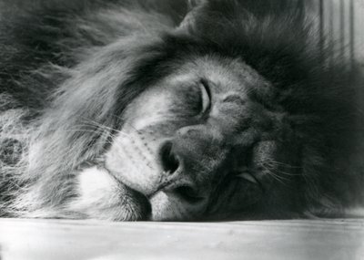 1924年にロンドン動物園の囲いで眠っている雄ライオン 作： Frederick William Bond