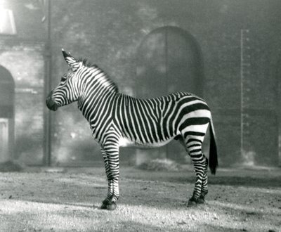 1927年9月にロンドン動物園のパドックに立っているオスのマウンテンゼブラxハートマンズマウンテンゼブラ 作： Frederick William Bond