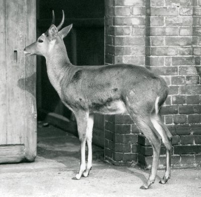 1927年10月6日、ロンドン動物園のカモシカの家のドアのそばに立っている男性のサザンコモンリードバックまたはライトボック 作： Frederick William Bond