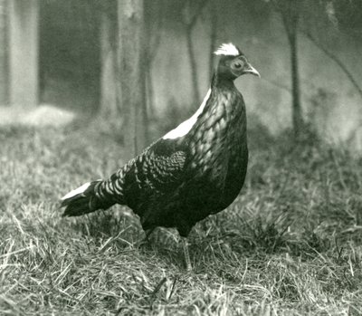 1923年9月、ロンドン動物園でのオスのスウィンホーのキジ 作： Frederick William Bond