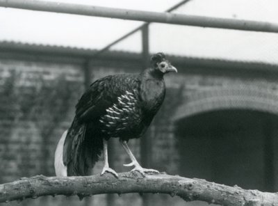 1928年、ロンドン動物園で、水平な枝の上に立つベイルートファイヤーバックキジのオス(モノクロ写真) 作： Frederick William Bond