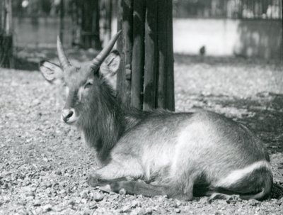 1920年代にロンドン動物園の囲いに座っているオスのウォーターバック、コブスエリプシプリムス 作： Frederick William Bond