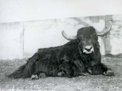 1928年、ロンドン動物園で囲いの中に横たわるオスのヤク（モノクロ写真 作： Frederick William Bond