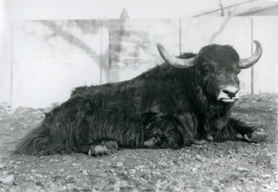 1928年8月、ロンドン動物園で囲いの中に横たわるオスのヤク（モノクロ写真 作： Frederick William Bond