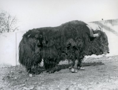 1928年、ロンドン動物園のパドックに立つオスのヤク（モノクロ写真 作： Frederick William Bond