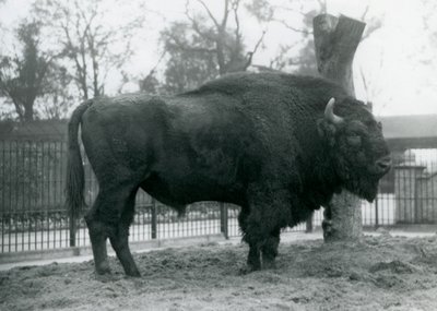 パドックの芝生の上に立っている雄牛のヨーロッパバイソン。ロンドン動物園、1927年10月。脆弱なヨーロピアンバイソンは、Wisent、またはヨーロピアンウッドバイソンとしても知られています。 作： Frederick William Bond