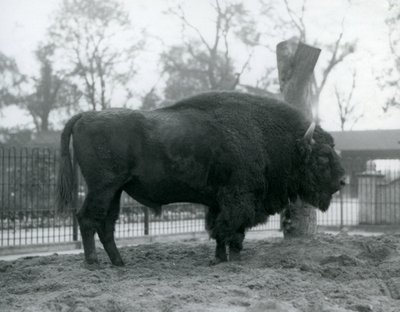パドックの芝生の上に立っている雄牛のヨーロッパバイソン。ロンドン動物園、1927年10月。脆弱なヨーロピアンバイソンは、Wisent、またはヨーロピアンウッドバイソンとしても知られています。 作： Frederick William Bond