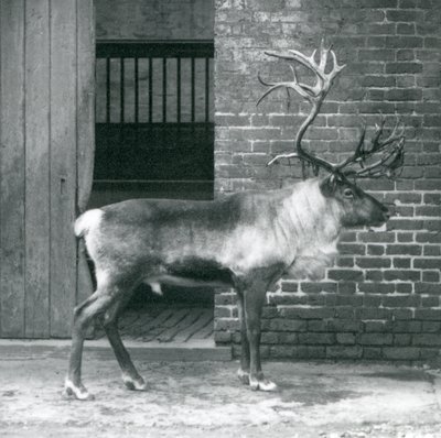1925年にロンドン動物園のパドックに立っている成熟したトナカイのクワガタ 作： Frederick William Bond