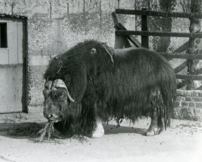1931年、ロンドン動物園のパドックで食事をする成熟した雄のジャコウウシ（Musk ox、Musk-ox standingとも呼ばれる）（モノクロ写真 作： Frederick William Bond