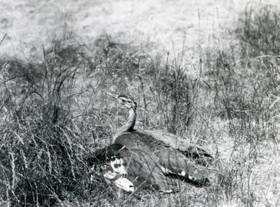 1925年7月、ロンドン動物園の長い草のパッチの中で地面近くに翼を広げる、絶滅の危機に瀕しているアラビアンバスタード 作： Frederick William Bond
