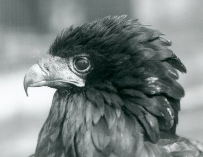 1927年にロンドン動物園で間近に迫ったバテレウルイーグル 作： Frederick William Bond