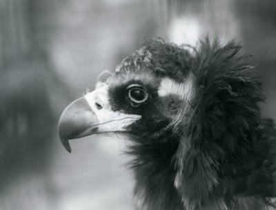 1927年にロンドン動物園で間近に迫ったユーラシアのクロコンドル 作： Frederick William Bond