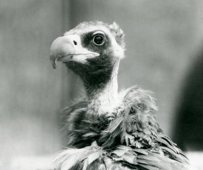 1926年7月、ロンドン動物園で近づいているユーラシアのクロハゲワシ 作： Frederick William Bond