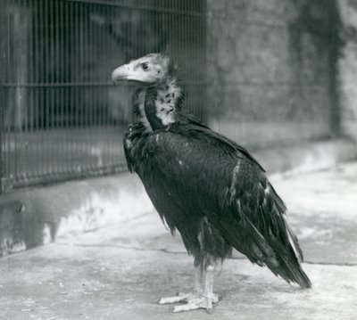 1927年にロンドン動物園に立っている、絶滅危惧種のユーラシアブラックハゲワシ 作： Frederick William Bond