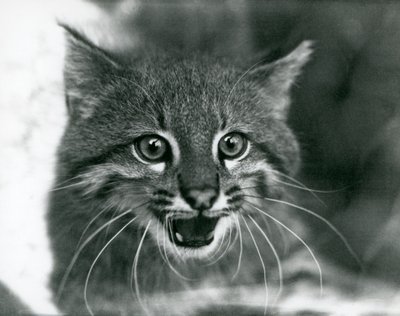 1929年にロンドン動物園で撮影されたパンパス・キャット／パンタナル・キャット／コロコロ（モノクロ写真 作： Frederick William Bond