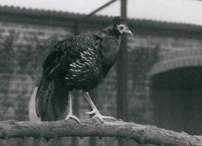 1927年ロンドン動物園の枝に立っている、脅かされている近くのViellotsファイアバックまたはクレステッドファイアバック 作： Frederick William Bond