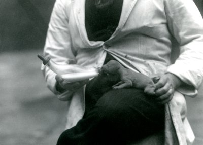 1923年に飼育員のロンドン動物園から哺乳された新生ライオンの子 作： Frederick William Bond