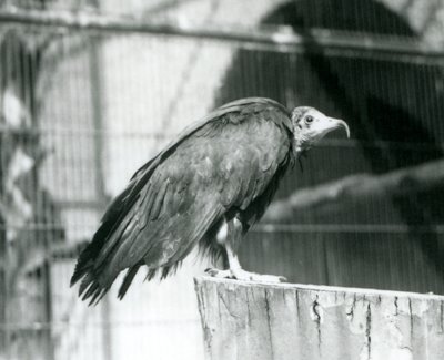 絶滅の危機に瀕しているフード付きハゲワシが丸太の上に立っている、1925年9月、ロンドン動物園 作： Frederick William Bond