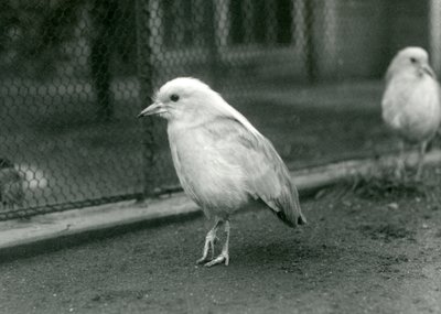 1927年にロンドン動物園のエンクロージャーの床に立っているカグスのペア 作： Frederick William Bond