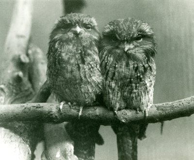 1924年にロンドン動物園の枝に座っている2人のタウニーフロッグマス 作： Frederick William Bond