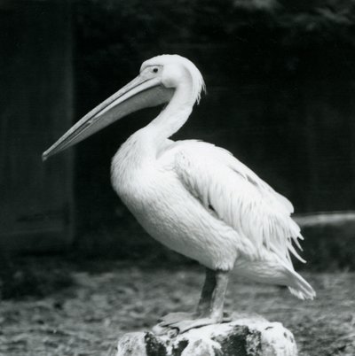 1925年9月にロンドン動物園で木の切り株に立っているペリカン 作： Frederick William Bond