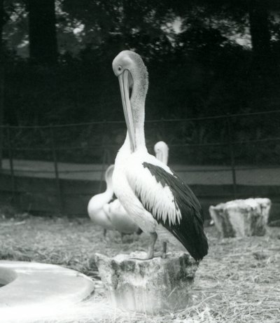 1925年9月にロンドン動物園で首を修復している木の切り株の上に立っているペリカン 作： Frederick William Bond