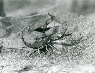 1929年、ロンドン動物園のサソリ（モノクロ写真 作： Frederick William Bond