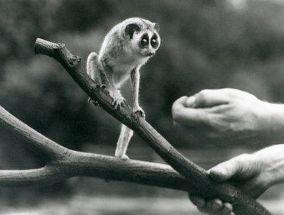1926年8月、ロンドン動物園の飼育係が飼っている枝に立っている細身のロリス 作： Frederick William Bond